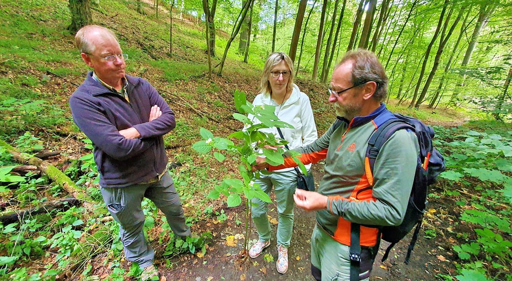 Vor fast 20 Jahren haben Öseg und Koba in Zusammenarbeit mit der Unteren Naturschutzbehörde den Neophyten im Selketal wie dem Bunten Springkraut den Kampf angesagt - hier im Bild Michael Bulau (l.), Bettina Wittenberg und Norbert Rußwurm.
