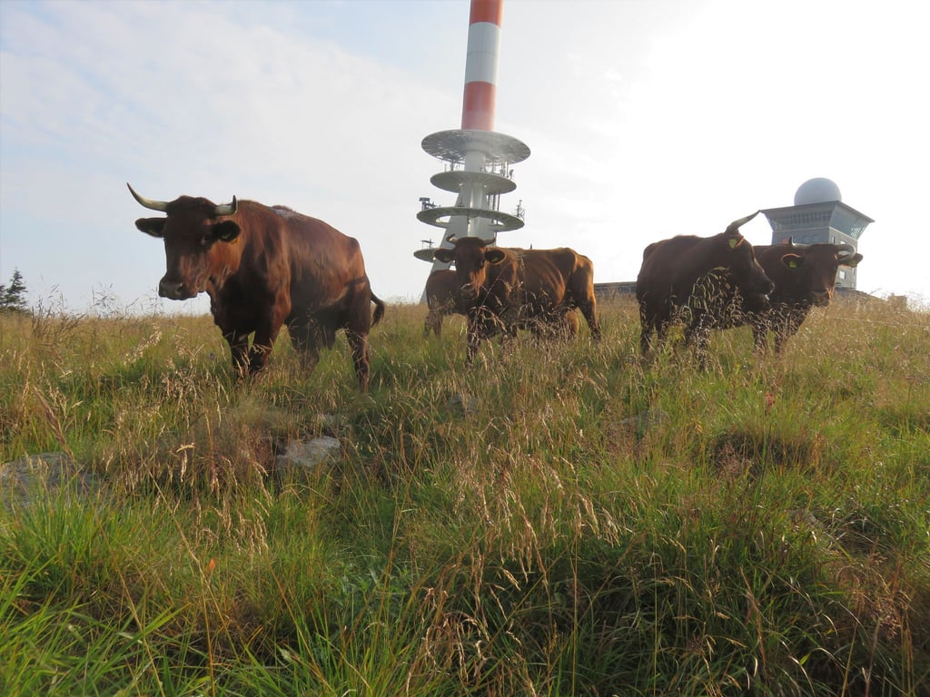 Auf dem Brocken weidet im Herbst wieder das traditionsreiche Harzer Höhenvieh.