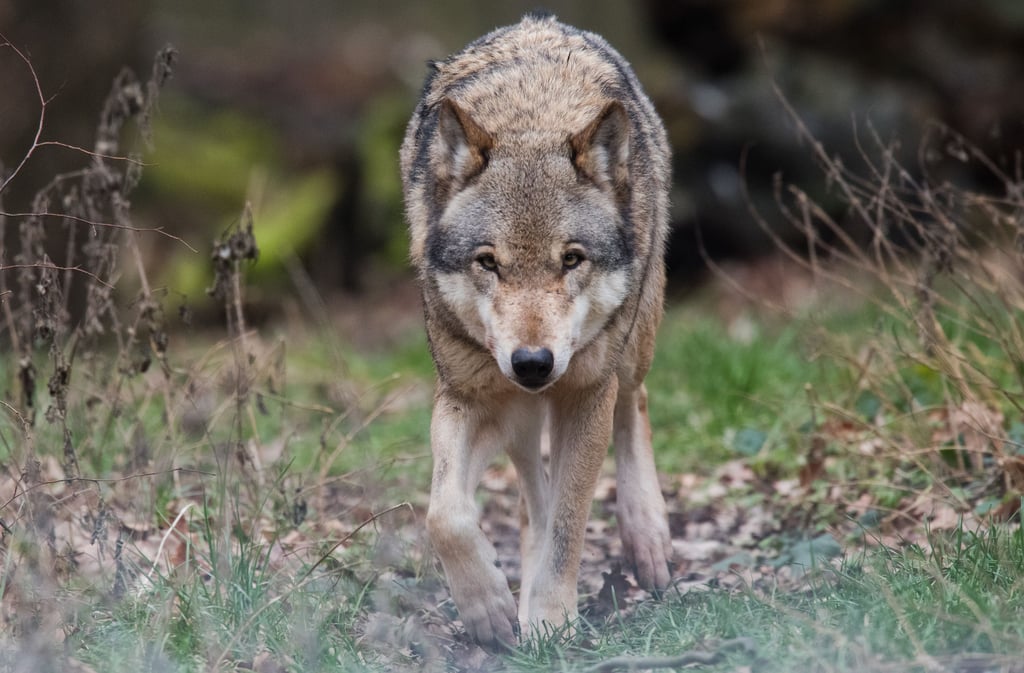 Der Wolf ist eine streng geschützte Art.