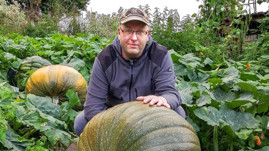 Mit einem seiner Field-Pumpkins geht Hobbyzüchter Patrick Schenk in diesem Jahr auf Rekordjagd. Gute 85 Kilogramm bringt der Kürbis, der noch rund zwei Wochen wachsen darf, jetzt schon auf die Waage.