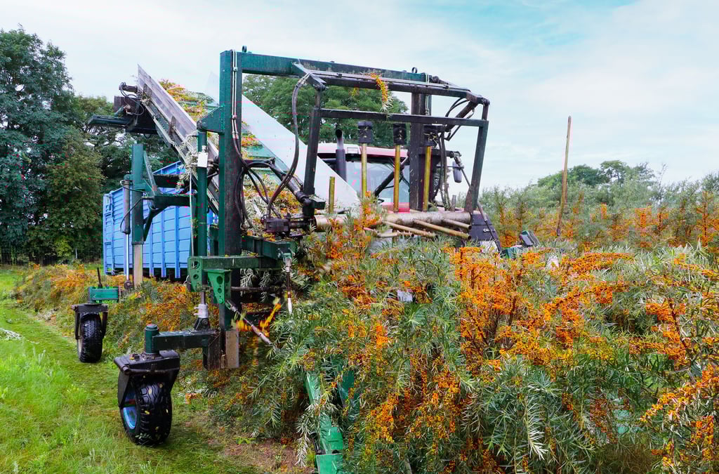 Die Spezial-Erntetechnik von Seydaland rollt seit wenigen Tagen wieder durch die Sanddorn-Plantagen.