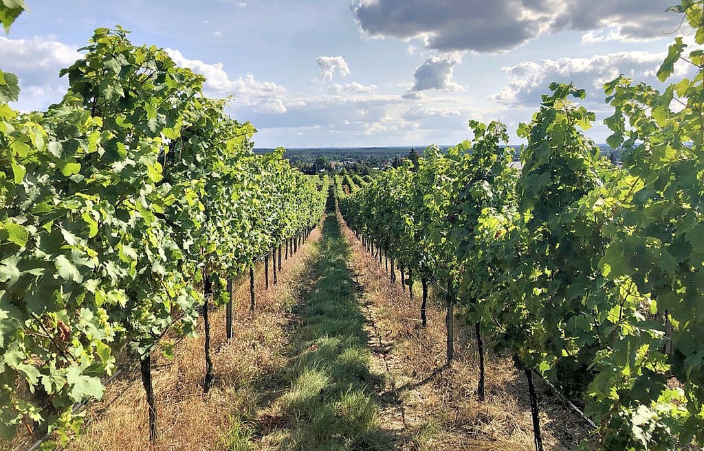In einer sanften Welle schwingt sich der Weinberg von Beate Trittin die Jessener Erdmannshöhe hinab.