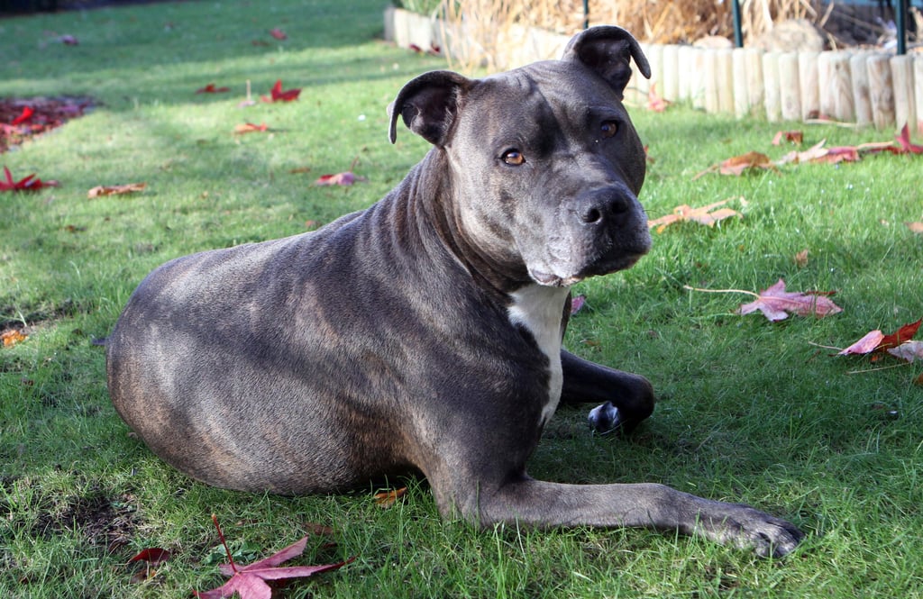 So genannte Kampfhunde können abschließend erst in einem Alter von mehr als zwei Jahren mittels Wesenstest beurteilt werden.