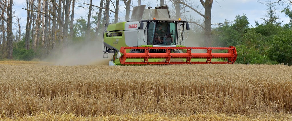 Ein Mähdrescher bei der Weizenernte auf einem Feld in der Nähe von Pömmelte. Insgesamt drei Maschinen und zehn Mitarbeiter hat der Barbyer Betrieb von Yves Blume im Einsatz. Die Druschernte ist für 21 Tage geplant. Abgestorbene Bäume im Hintergrund zeugen von der Trockenheit in den letzten Jahren, die auch den Landwirten zu schaffen macht.