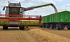 Die frische Weizenernte vom Feld wird auf einen LKW verladen. Dieser bringt die Ernte zur Weiterverarbeitung in eine Fabrik.