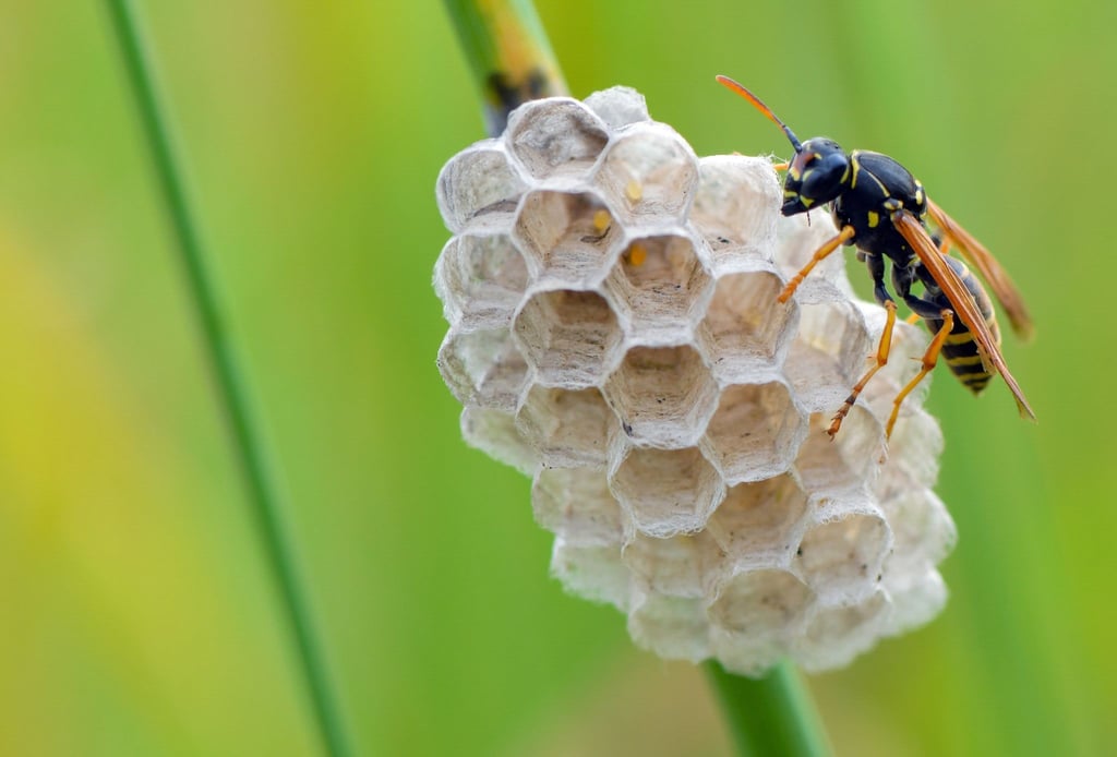 Eine Heide-Feldwespe (Polistes nimpha).