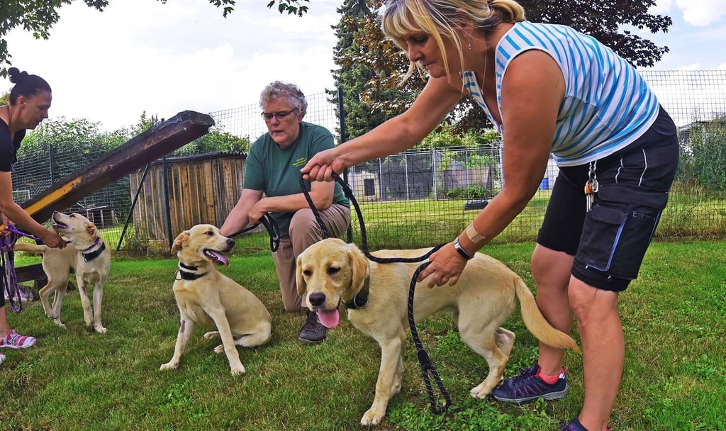 Drei junge Labrador-Hunde sollen versteigert werden. Das sorgte für Kritik.