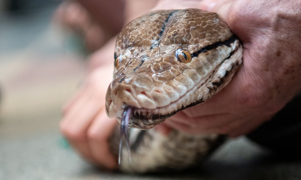 Von einem drei Meter langen, ausgebüxten Netzpython fehlt in und um Haldensleben immer noch jede Spur. Doch die Gefahr, die von dem Tier ausgeht, schätzen Experten als gering ein.
