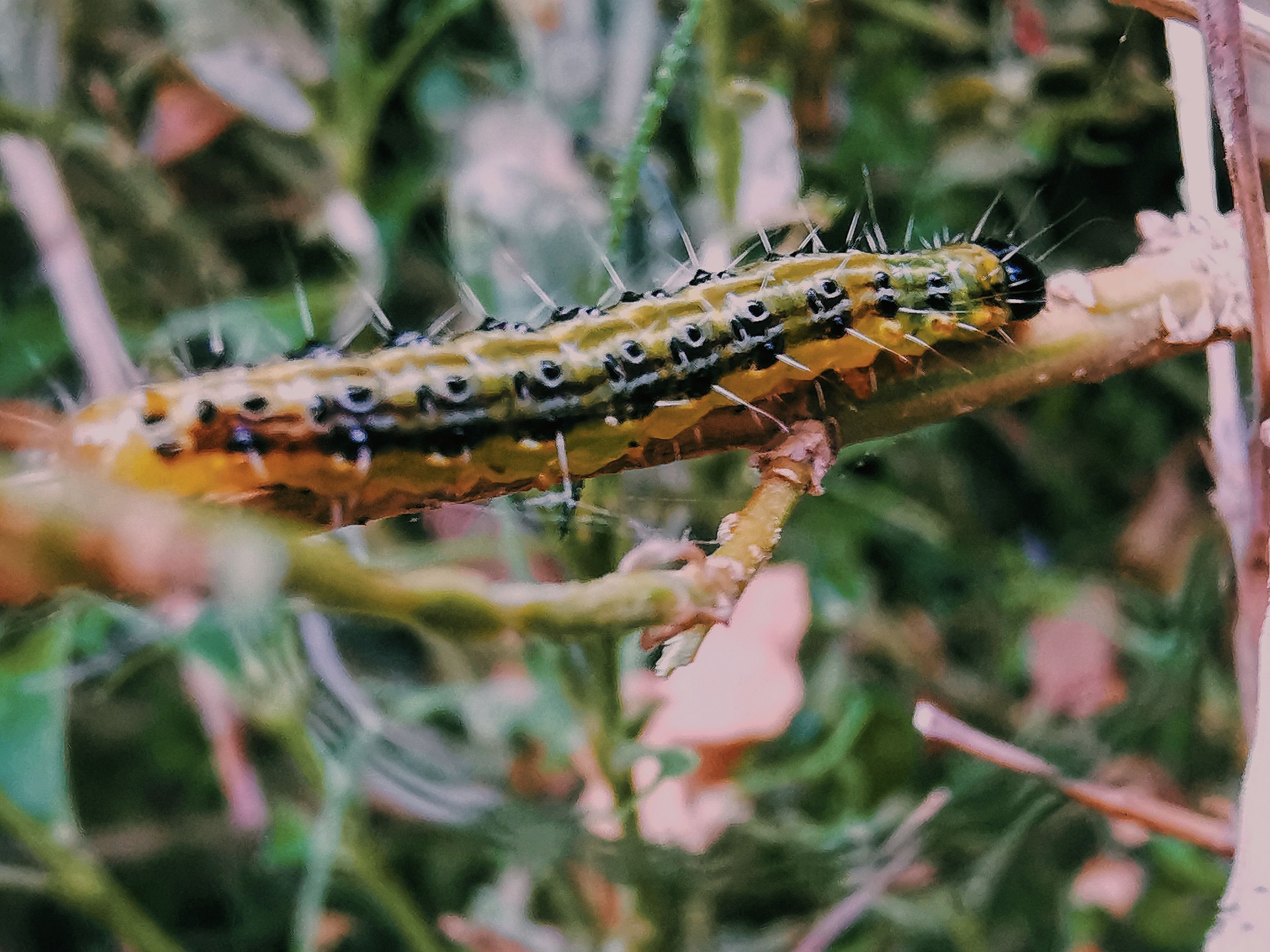 Hunderte Buchsbaumzünsler befanden sich kürzlich in mehreren Büschen eines Volksstimme-Lesers. Sie sind nicht schnell, sodass man sie in Ruhe fotografieren konnte, dafür aber sehr gefräßig. 