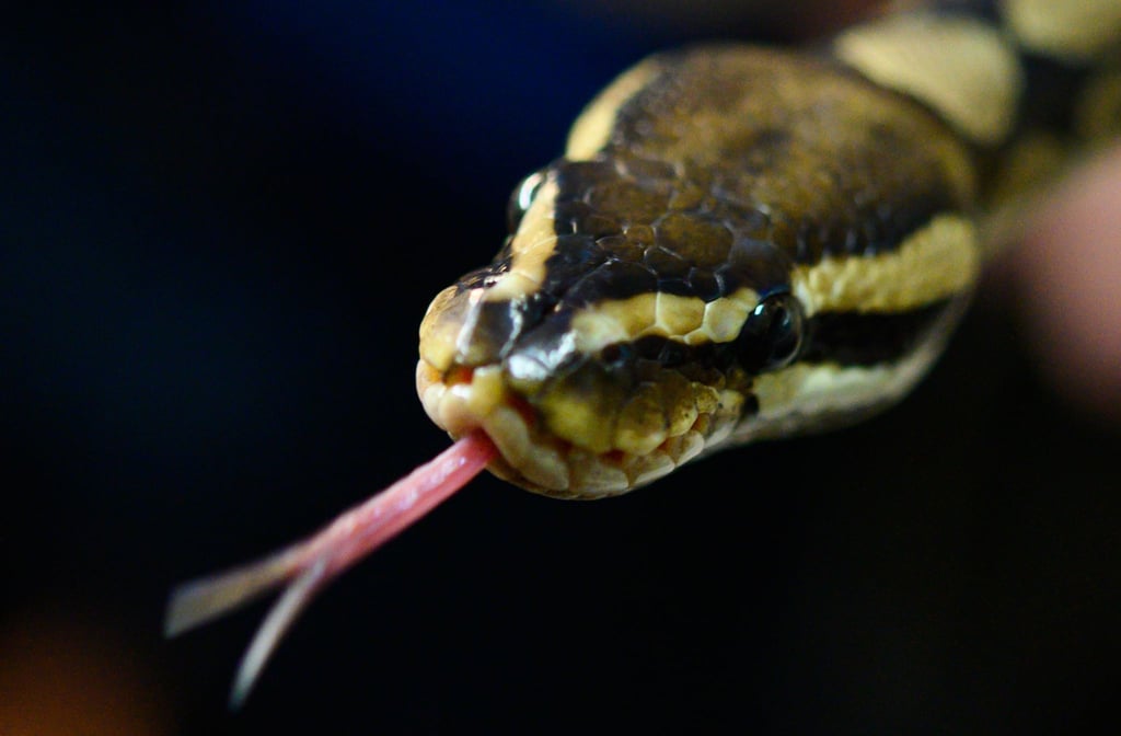 Eine Python zeigt ihre Zunge.