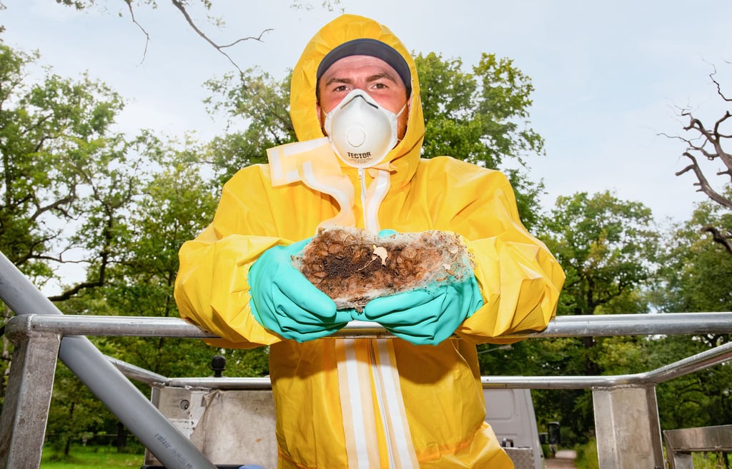 Andy Heinrich ist einer der Männer, der Dessaus Eichen vom Prozessionsspinner befreit. In seiner Hand: ein abgesaugtes Nest.