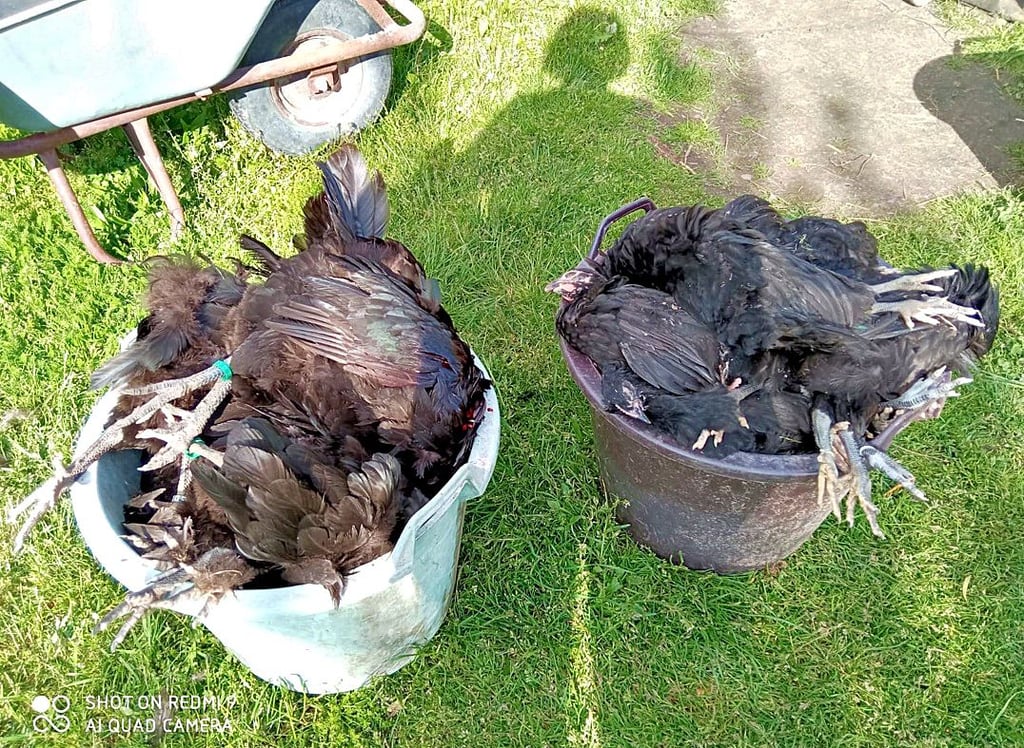 Sprichwörtlich im Eimer: Diese toten Tiere sind das Ergebnis eines einzigen Fuchsangriffs in Tangermünde.