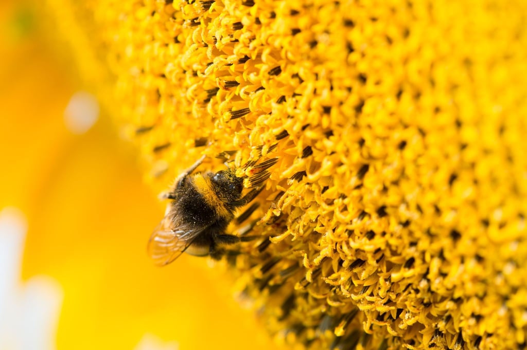 Eine Hummel sitzt auf einer Sonnenblume.