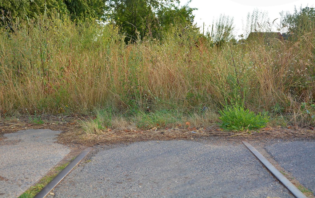 Kusey: Aktuell enden die Gleise, wie hier am Köckter Weg, im Dickicht. Der Förderverein Jeetze(l)talbahn hält aber an seinem Ziel fest, die Bahnstrecke von Lüneburg über Salzwedel, Klötze und Oebisfelde nach Wolfsburg zu reaktivieren und kann sich einen Rückbau der Bahnübergänge nicht vorstellen.
