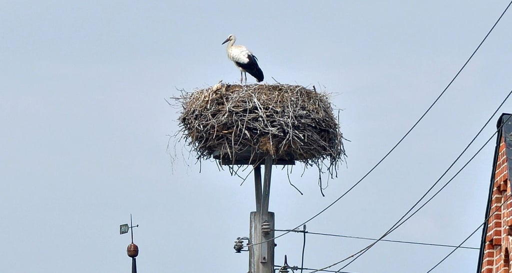 Das Storchennest in Möllendorf: Das dortige Paar sorgte für Nachwuchs: Drei von vier Jungstörchen sind flügge geworden.