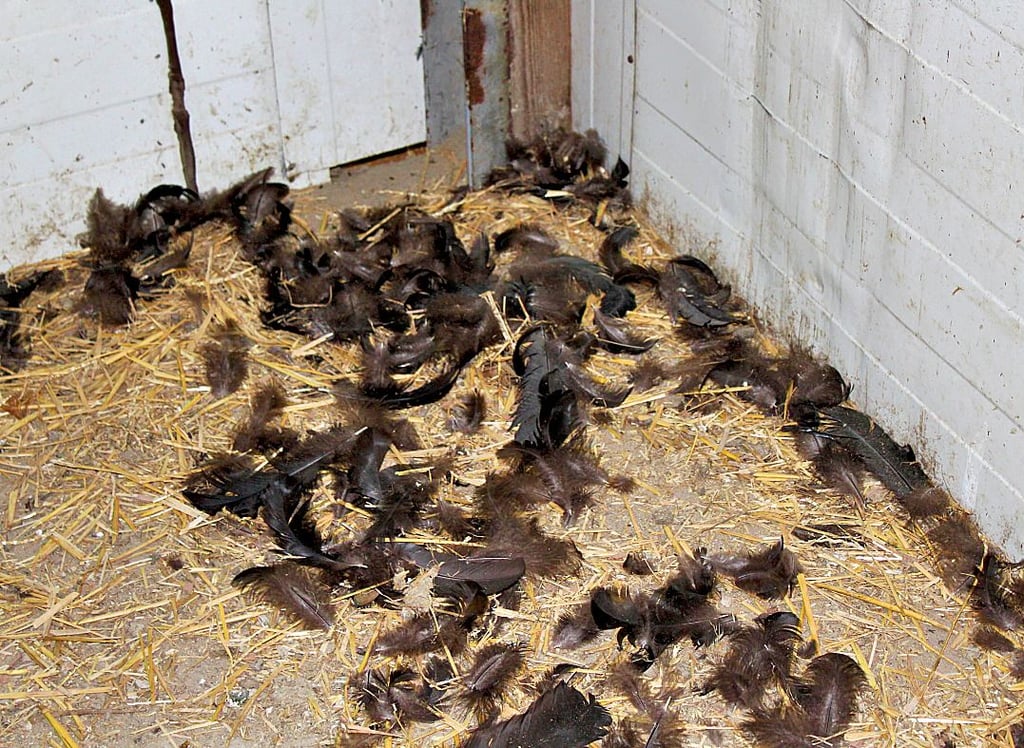 Diese Federn in einem nun leeren Stall zeugen vom Wüten des listigen Räubers auf dem Hof der Familie Müller.