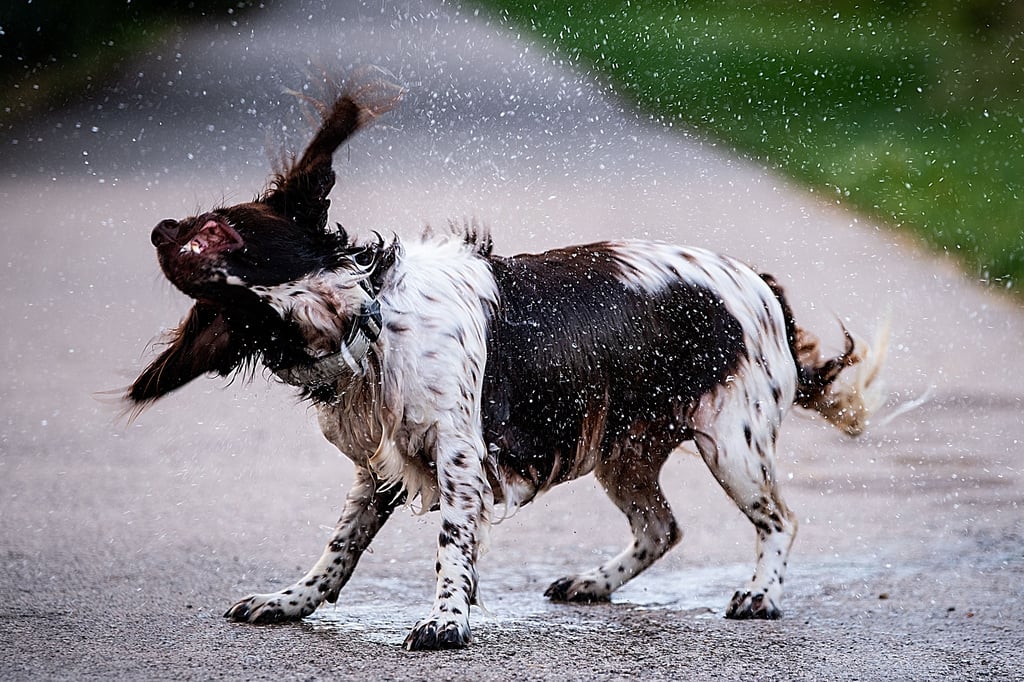 Die sogenannten Hundstage waren in Deutschland in diesem Jahr deutlich zu kühl.