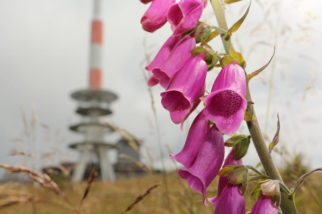 Roter Fingerhut blüht auf dem Brocken.