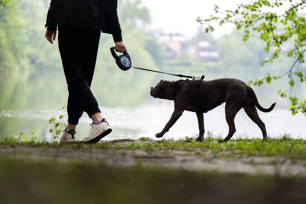 Symbolbild - Erhöhung der Hundesteuer in Gerbstedt steht zur Diskussion.