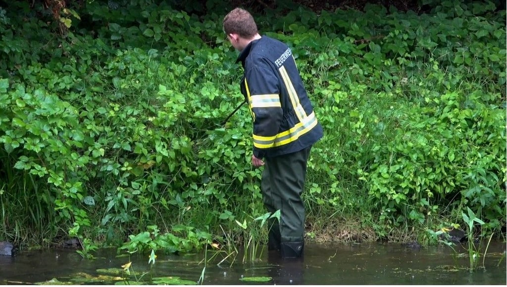 Mit Watthosen durchkämmten die Feuerwehrleute das Ufergebüsch des Flusses Ohre und kontrollierten mehrere Schlangenfallen.
