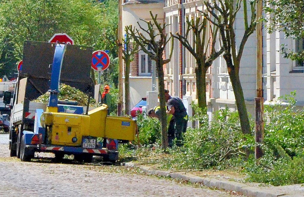 In der Blumenthalstraße in Stendal wurden bei 59 Bäumen die Kronen beschnitten.
