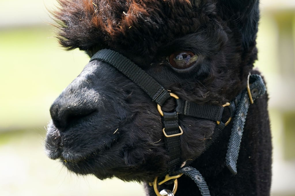 Das Alpaka mit dem Namen „Geronimo“ steht auf der Shepherds Close Farm.