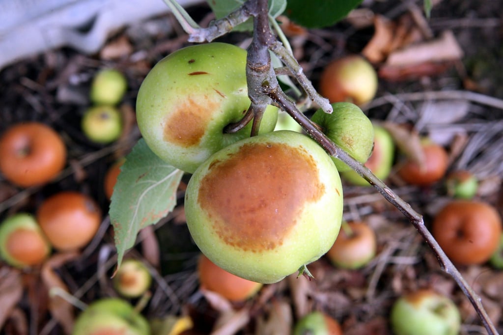 Braune Flecken am Apfel können ein Sonnenbrand sein.