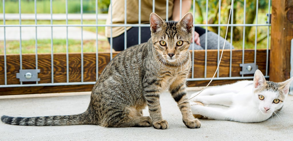 Schon wenige Tage nach der Neueröffnung des Zerbster Tierheims warten Kitten darauf an nette Menschen vermittelt zu werden.