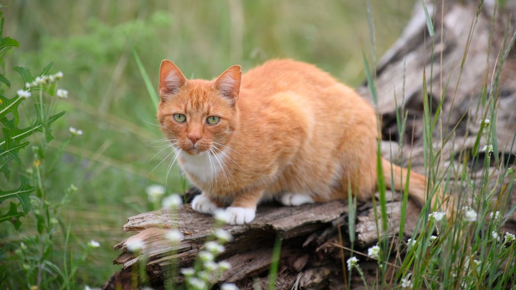 Geschätzt 100.000 freilebende Katzen ohne Besitzer oder Besitzerin leben im Land. Foto: Soeren Stache/dpa-Zentralbild/dpa/Symbolbild