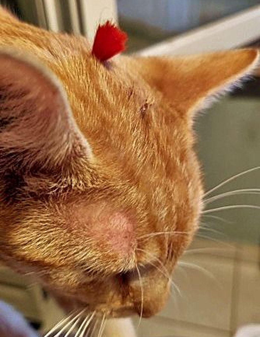 Kater Benno mit dem Federbolzen im Kopf.