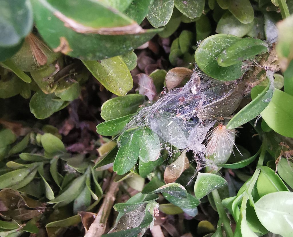 In vielen Bereichen des Gartens sind in den Buchsbäumen Gespinste zu entdecken.