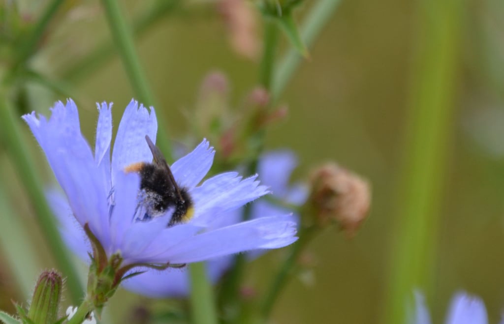 Ein Platz für Insekten, gibt es auf drei Blühwiesen in Genthin.