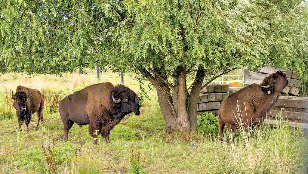 Diese Bisons gehören Landwirt André Schmidt und weiden in Mose.