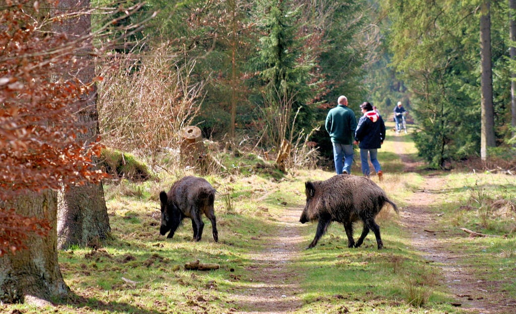 Nicht immer finden Wildschweine im Wald genug Nahrung. Wenn sie fehlt, führt die Suche die Tiere oft auf Felder oder in Wohngebiete.