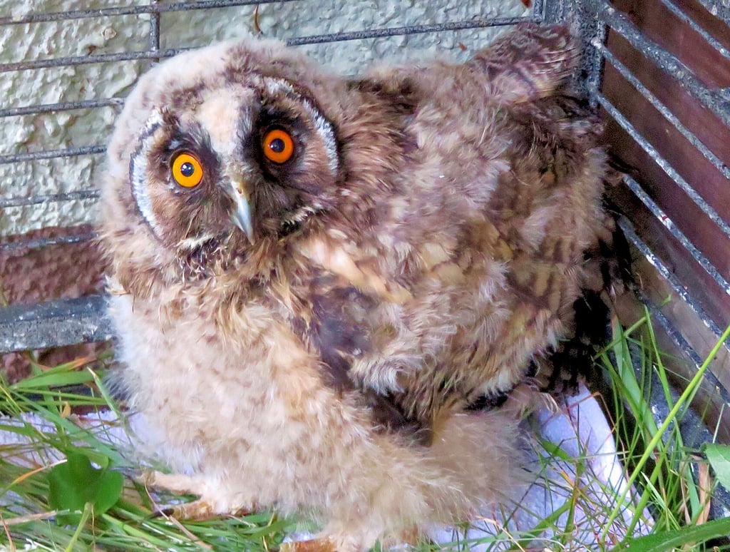 Die gerettete Waldohreule taufte Christian Heide auf den Namen ?Mausi?.