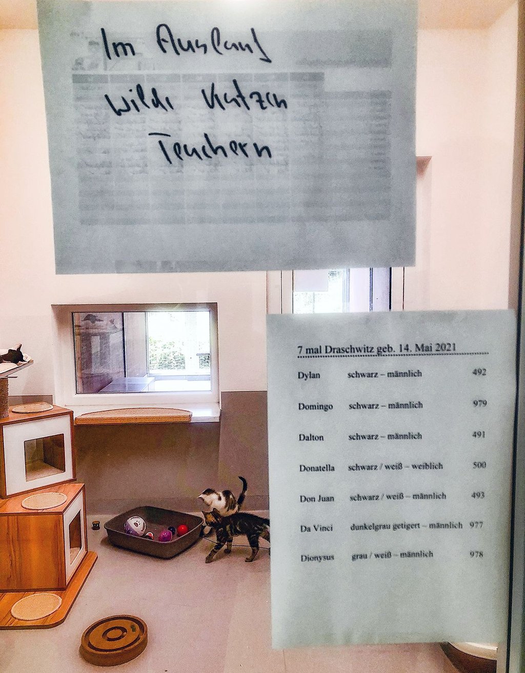 So sieht es an den Türen im Katzentrakt im Zeitzer Tierheim aus.