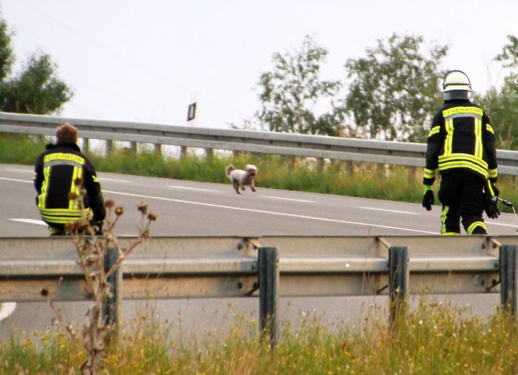 Der verängstigte Hund konnte von Einsatzkräften der Feuerwehr eingefangen werden.