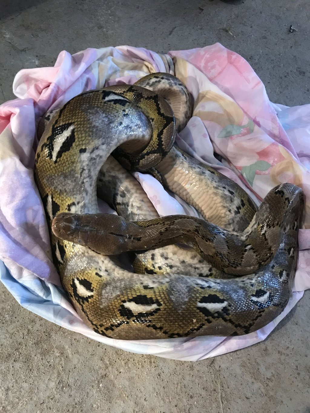 Diese 1,80 m lange Python wurde am 30. August auf einem Feldweg unweit des Ortes Conington gefunden.