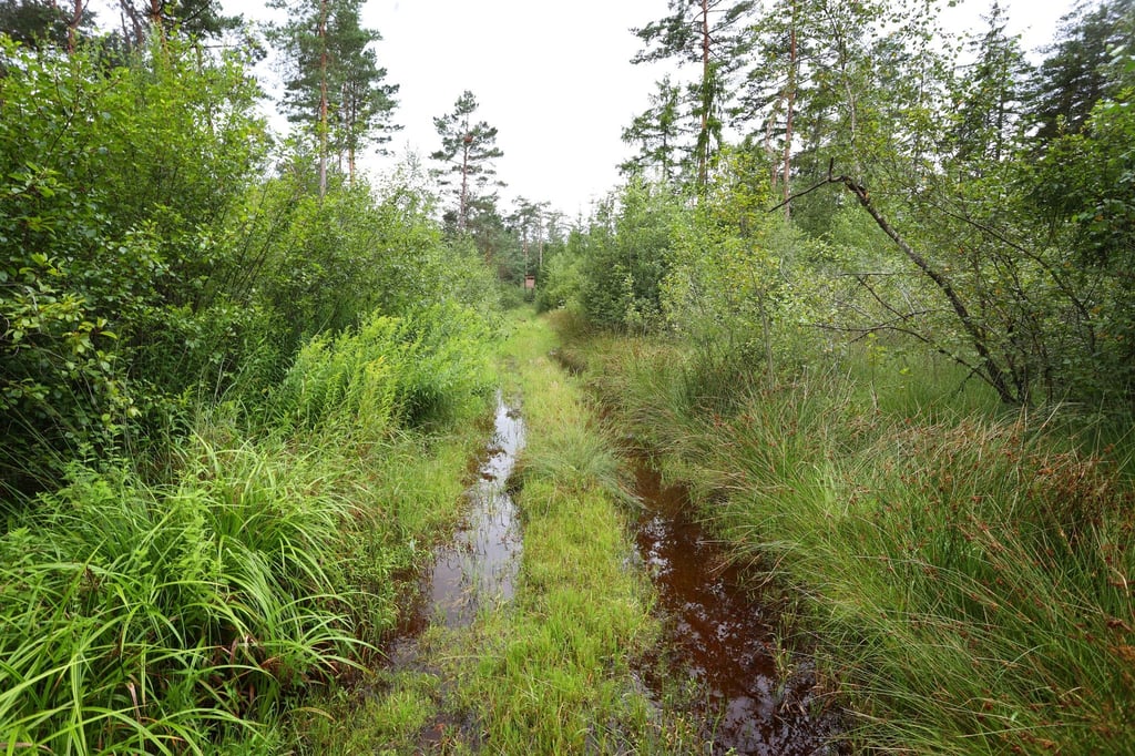 Ein vom Regen überschwemmter Waldweg im Degermoos. Das Moor im Allgäu an der Grenze von Baden-Württemberg und Bayern wurde über Jahrzehnte immer weiter ausgetrocknet.