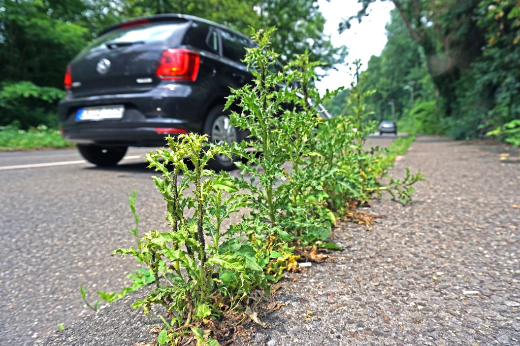 Gras und Unkraut wächst an den Straßen- und Wegesrändern sowie auf Grünflächen.