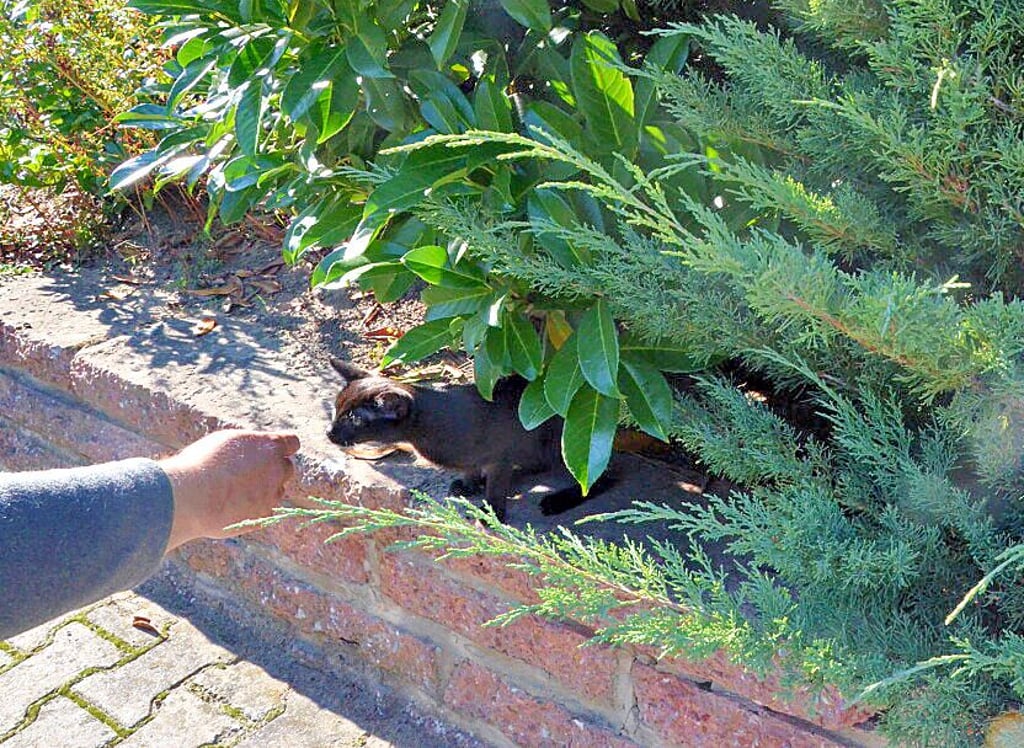 An der Pestalozzischule in Stendal läuft Christian Dissars nicht zum ersten Mal eine ausgesetzte Katze zu.