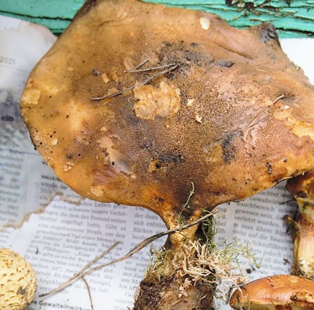Pilz zum Färben: Samtfußkrempling