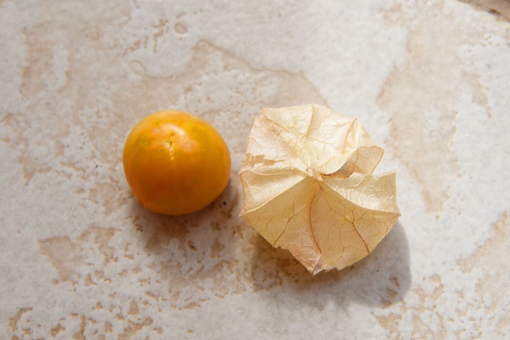 Eine Frucht der Riesenphysalis in Großpaschleben