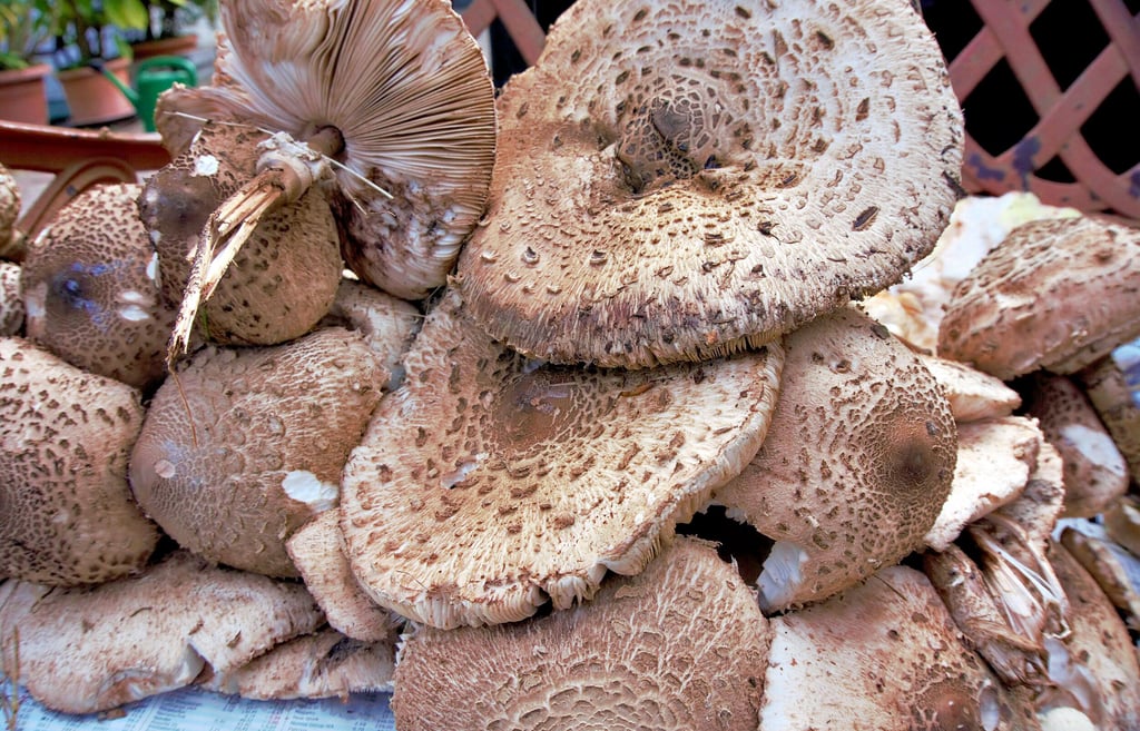 Der Riesenschirmpilz. Bei einem ähnlichen Pilz im Garten handelt es sich aber wahrscheinlich um den giftigen Kompostschirmling.