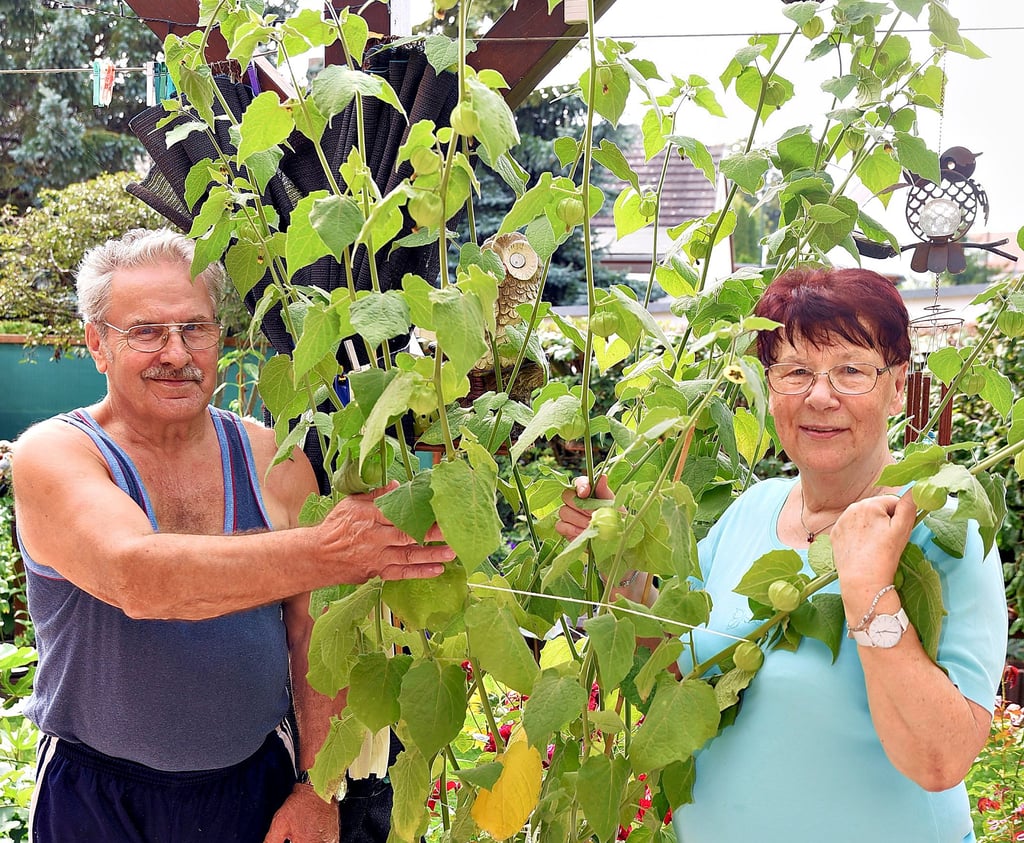 Wie groß die Physalis inzwischen geworden ist, erstaunt Hannelore Klabis und Horst Hudec.