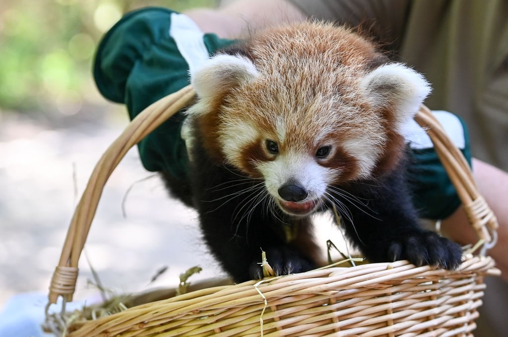 Der im Juni im Tierpark Berlin geborene Rote Panda wird das erste Mal tierärztlich untersucht.