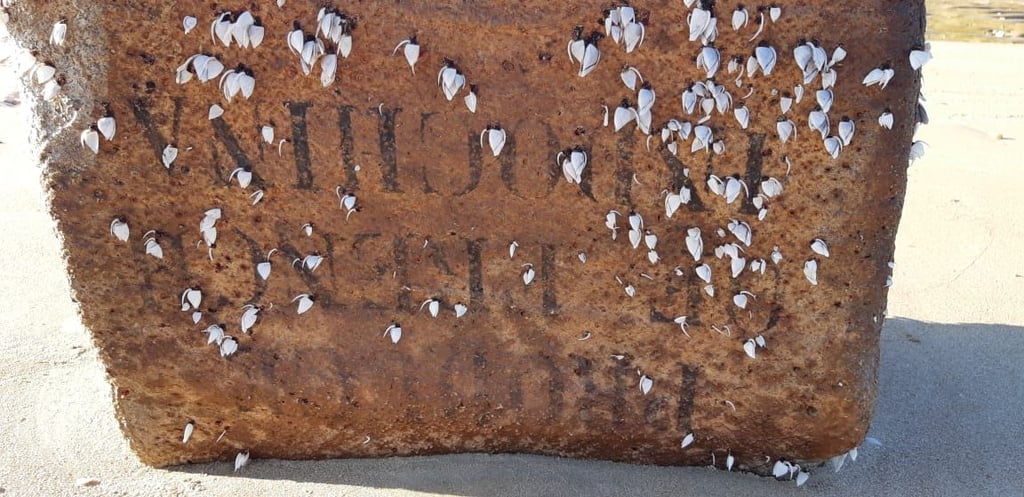 Die teils bräunlich verfärbten, teils mit Meerestieren versehenen ?caixas misteriosas? sehen tatsächlich aus wie etwas zerfledderte Kisten,