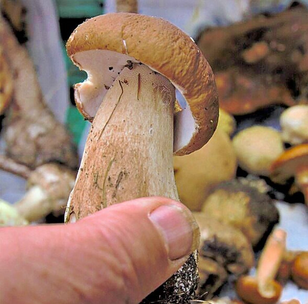 Beliebter Klassiker: der Steinpilz