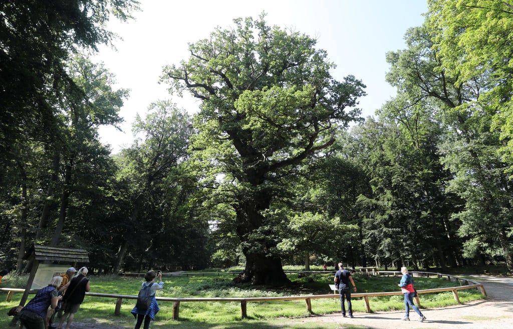 Besucher im Tiergarten Ivenack stehen vor einer 1000-jährigen Eiche.