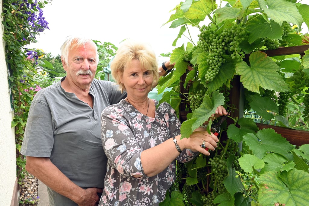 Bärbel und Gerald Finke in ihrem Garten in Schönebeck, wo prächtigen Trauben wachsen.